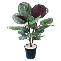 30 Inch Calathea (Roseopicta) Bush