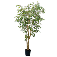 6 ft Mini Ficus Tree