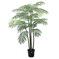 5 ft Areca Palm