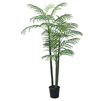 6 ft Areca Palm