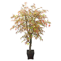 4 ft Mini Japanese Maple Leave Tree