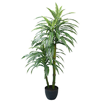 60 Inch Dracaena Plant