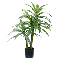 36 Inch Dracaena Plant