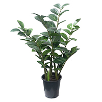 2 ft Zamioculcas Zamiifolia Potted Plant