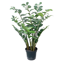 3 ft Zamioculcas Zamiifolia Potted Plant