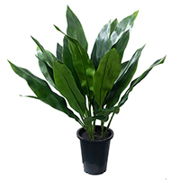 30 Inch Aspidistra Potted Plant