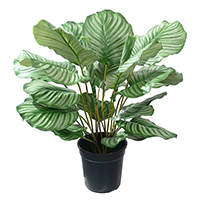 Calathea Potted Plant