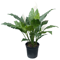 Sphathiphyllum Potted Plant