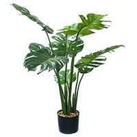 Split Philp Potted Plant