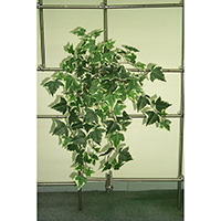 Giant Ivy Bush