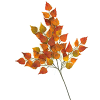New Birch Spray